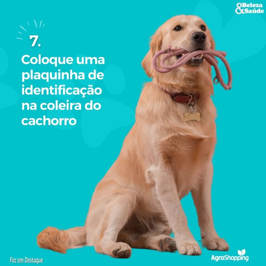 Como viajar viajar com cachorro
