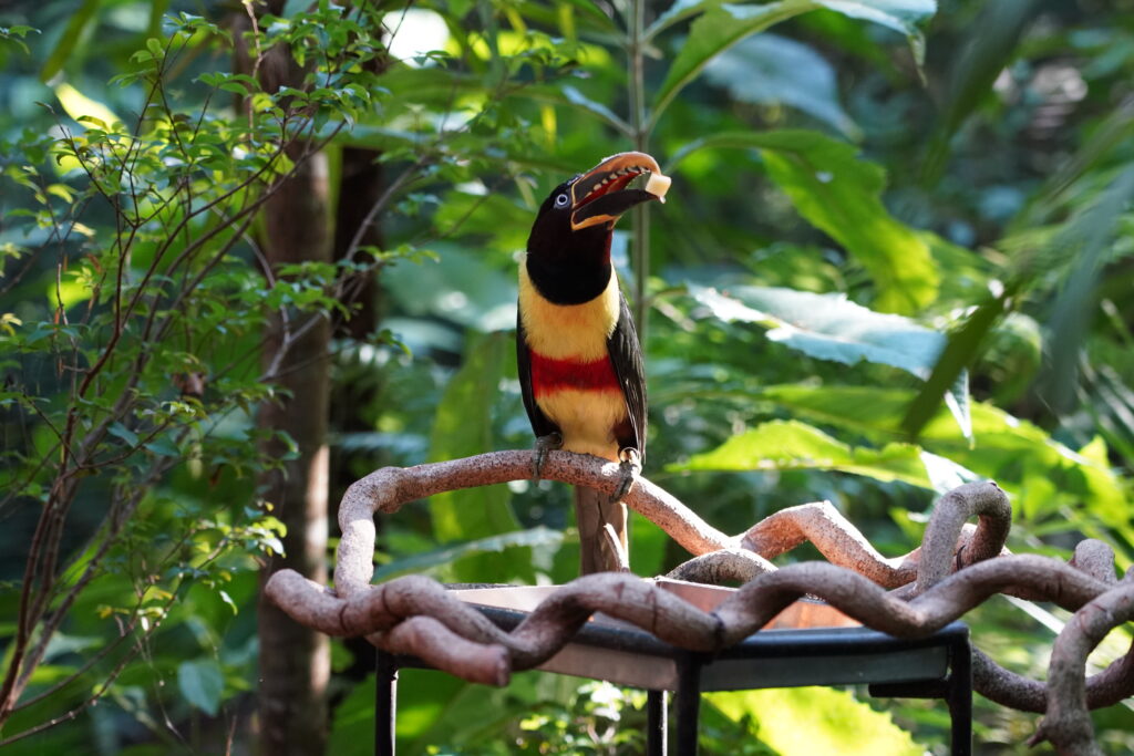 Colônia Férias Foz Iguaçu  2026 Parque das Aves 
FozEmDestaque
Preservação - Ecologia