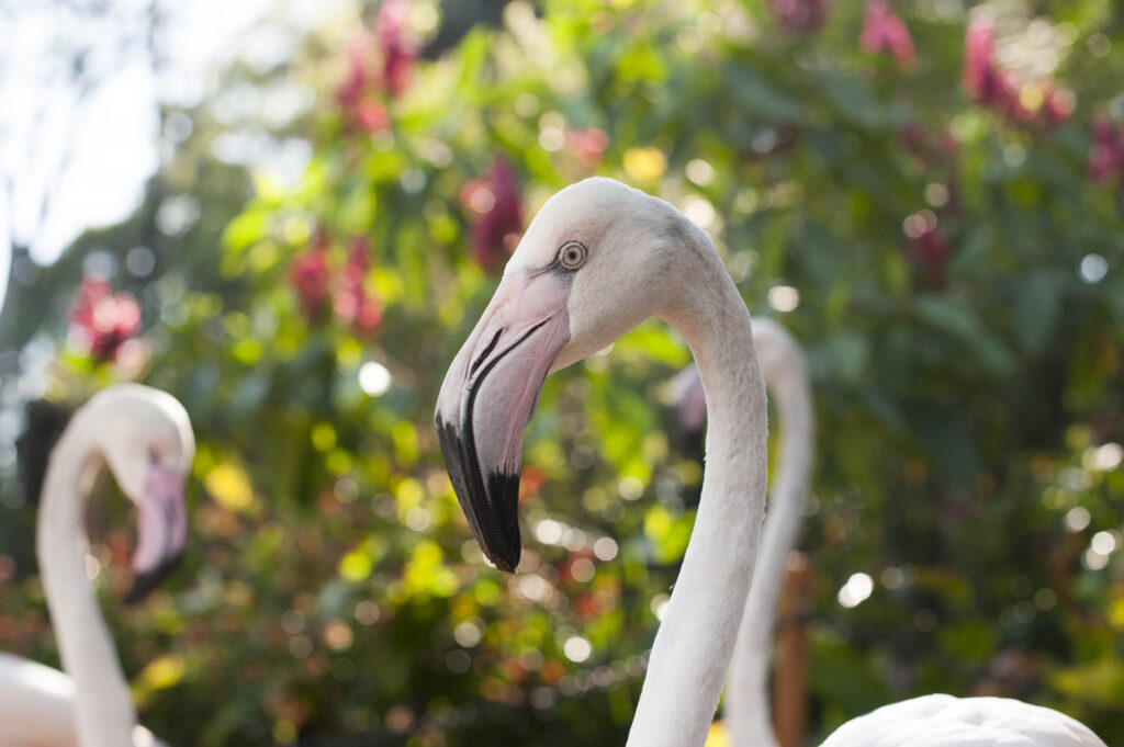 Colônia Férias Foz Iguaçu  2026 Parque das Aves 
FozEmDestaque