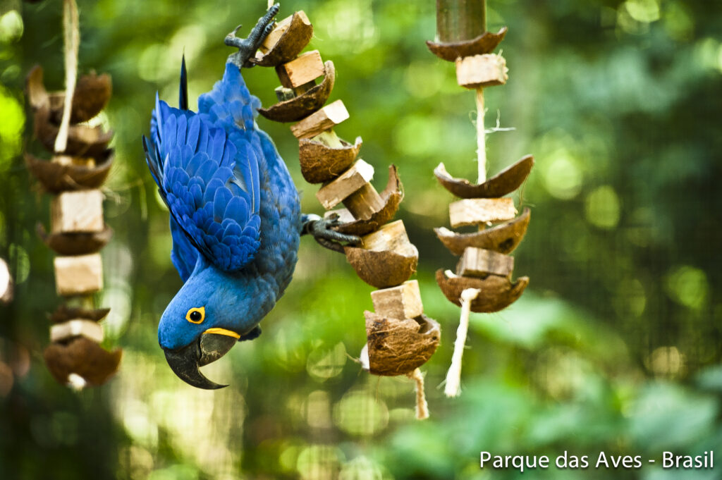 Colônia Férias Foz Iguaçu  2026 Parque das Aves 
FozEmDestaque