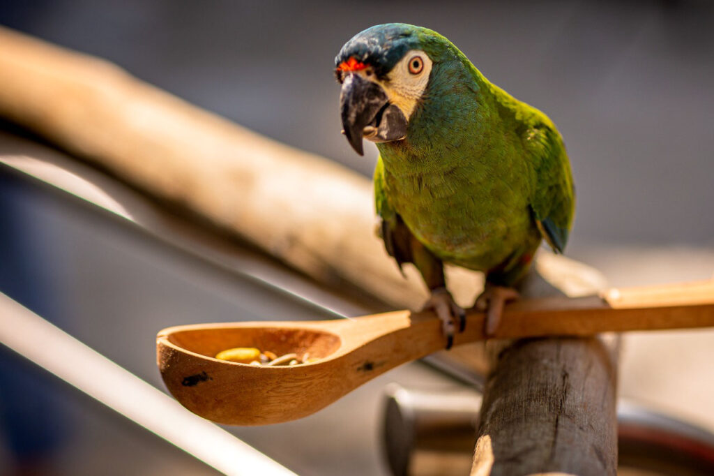 COLONIA DE FÉRIAS PARQUE DAS AVES 2026 FLORESTA TROPICAL