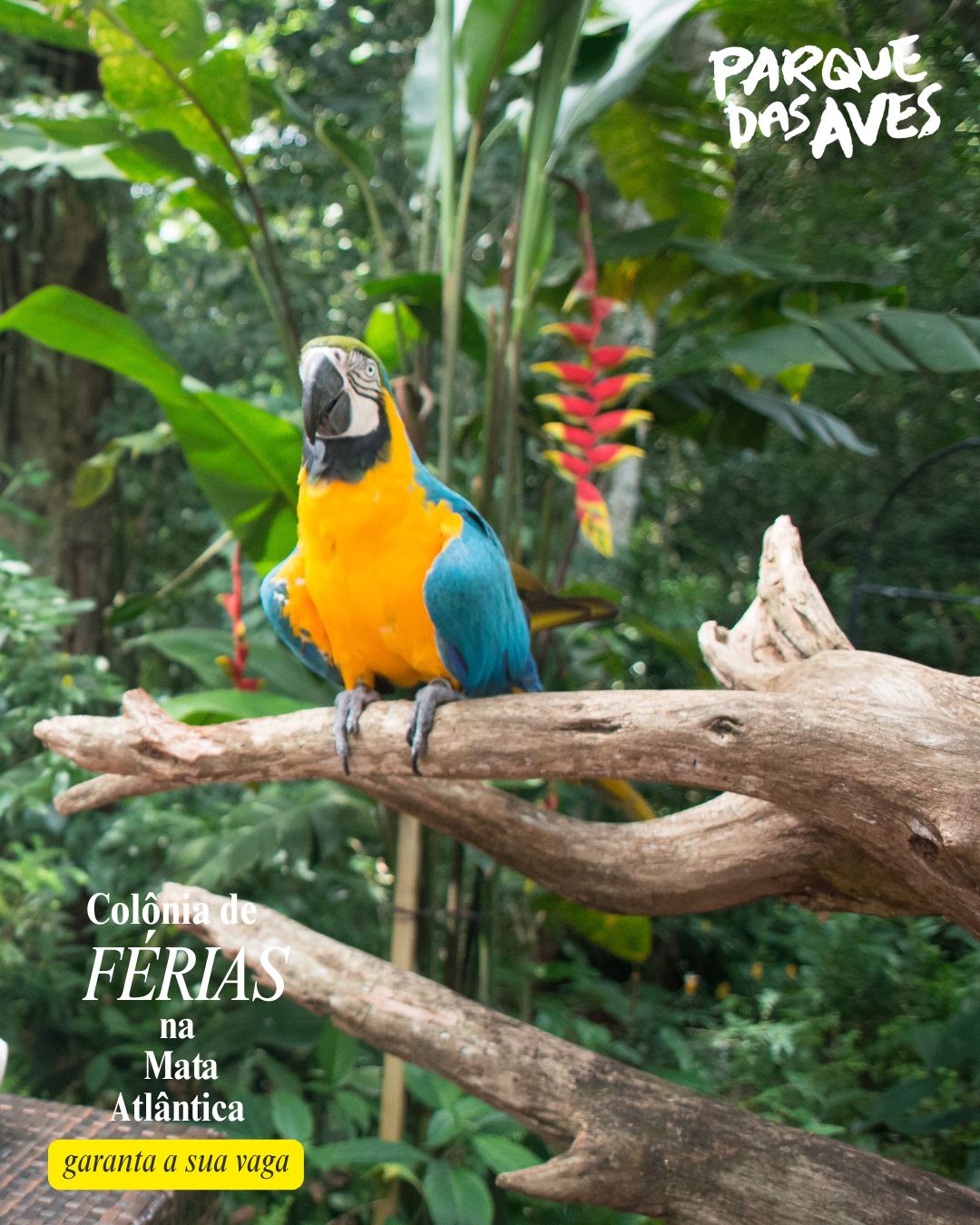 Colônia Parque das Aves
Colonia de Ferias
Meio Ambiente Foz
Mata Atlantica
Ferias Foz do Iguaçu