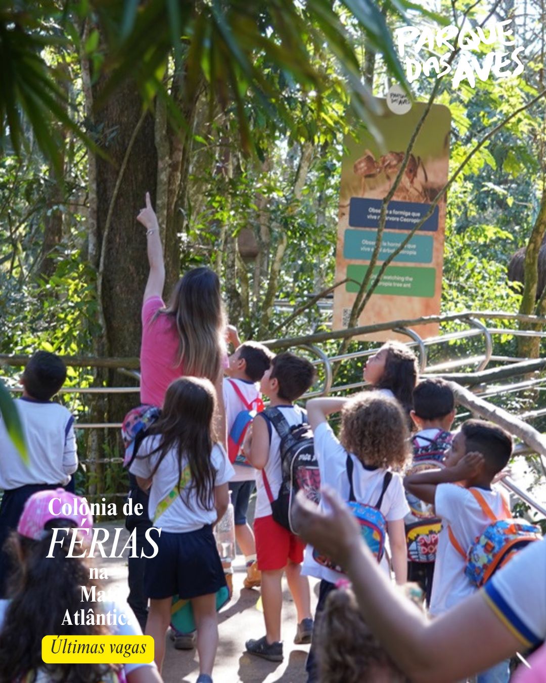 Colônia Parque das Aves
Colonia de Ferias
Meio Ambiente Foz
Mata Atlantica
Ferias Foz do Iguaçu