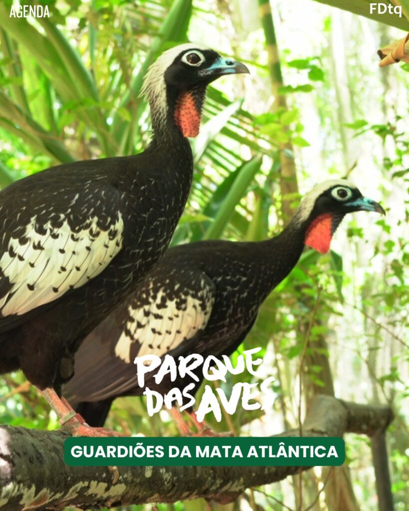 Clubinho Parque das Aves 2026: Inscrições abertas para crianças de 6 a 10 anos. Conecte seu filho à Mata Atlântica com atividades educativas.
Foz em Destaque
FozEmDestaque